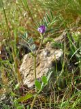 Vicia olbiensis