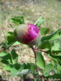 Paeonia daurica