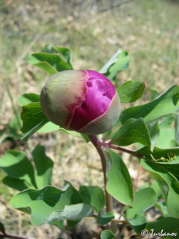 Изображение особи Paeonia daurica.