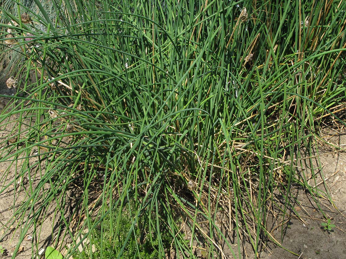 Image of Allium schoenoprasum specimen.