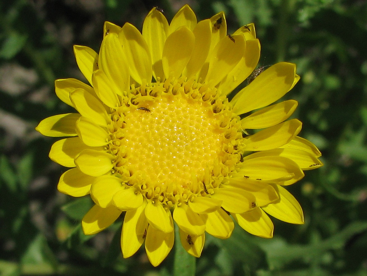 Image of Grindelia squarrosa specimen.