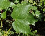 Acer cappadocicum