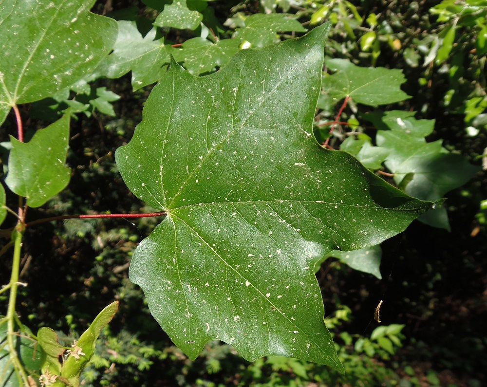 Image of Acer cappadocicum specimen.