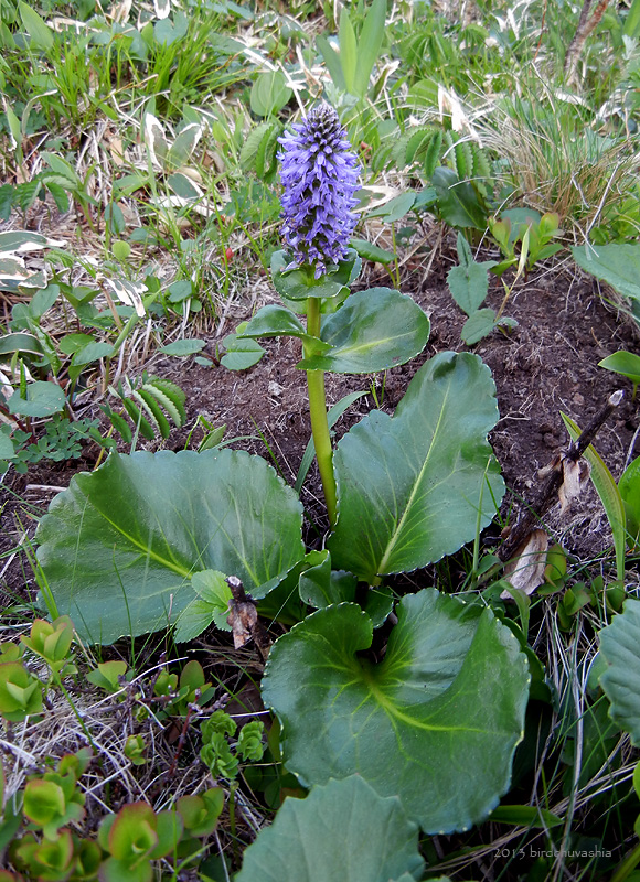 Изображение особи Lagotis glauca.