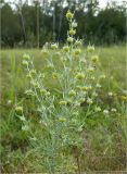 Artemisia jacutica. Верхушка цветущего растения. Якутия, Мегино-Кангаласский улус, пойма р. Лены. Начало августа 2013 г.