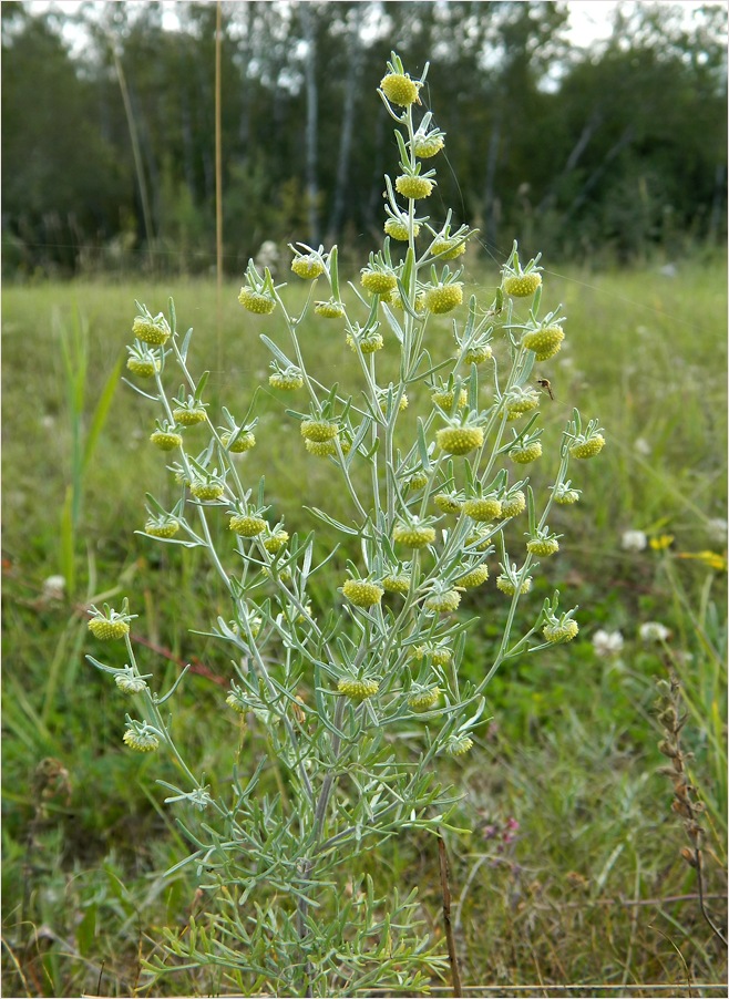 Изображение особи Artemisia jacutica.