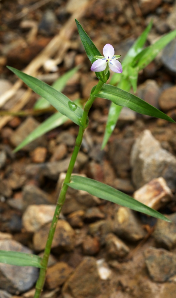 Image of Murdannia keisak specimen.