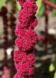 Amaranthus caudatus