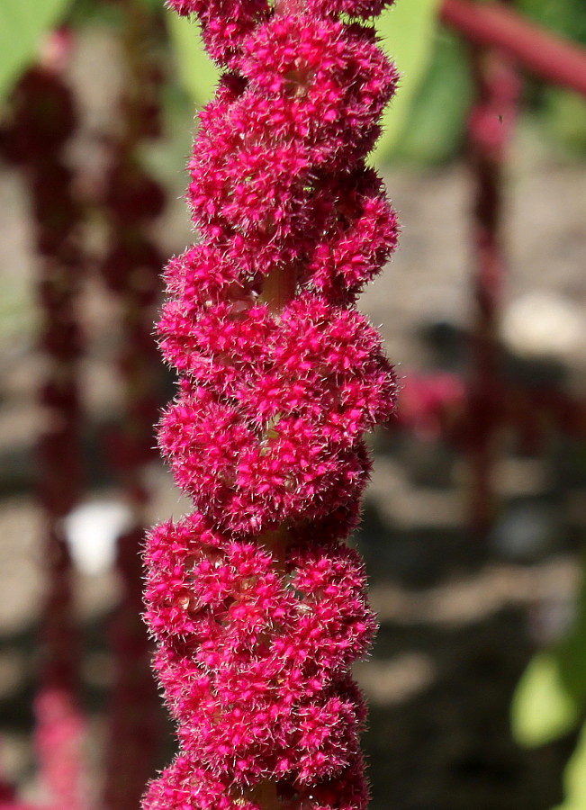 Изображение особи Amaranthus caudatus.