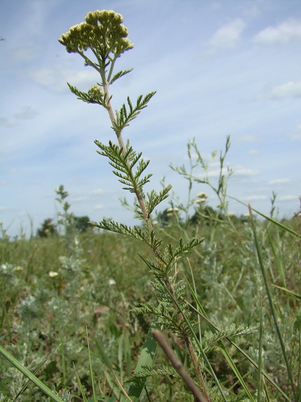 Изображение особи Achillea nobilis.