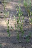 Hyalea pulchella. Цветущие растения. Южный Казахстан, восточная граница пустыни Кызылкум. 04.05.2012.