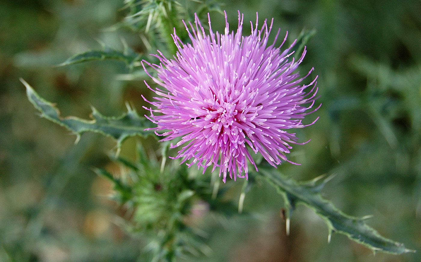 Image of Carduus acanthoides specimen.