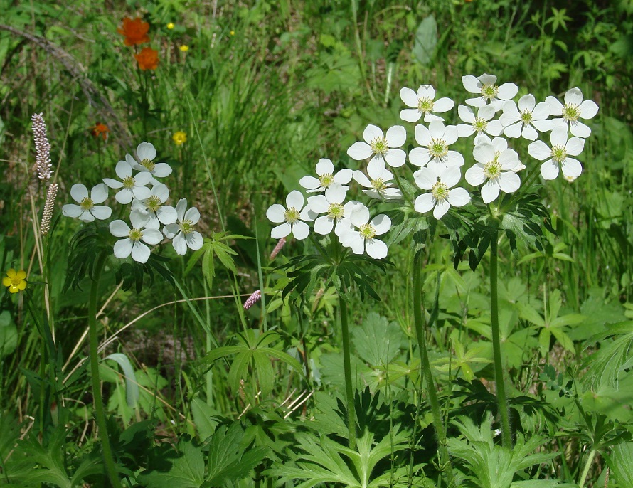 Изображение особи Anemonastrum crinitum.