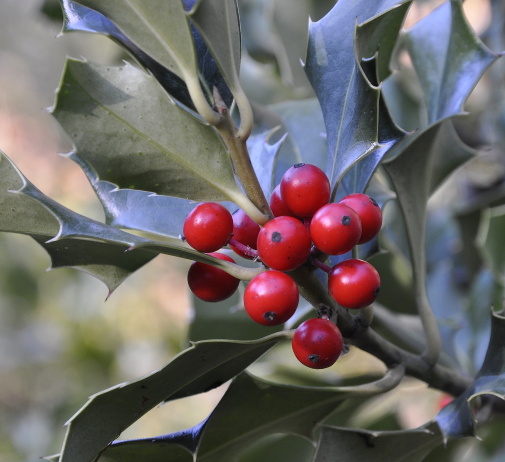 Image of Ilex aquifolium specimen.