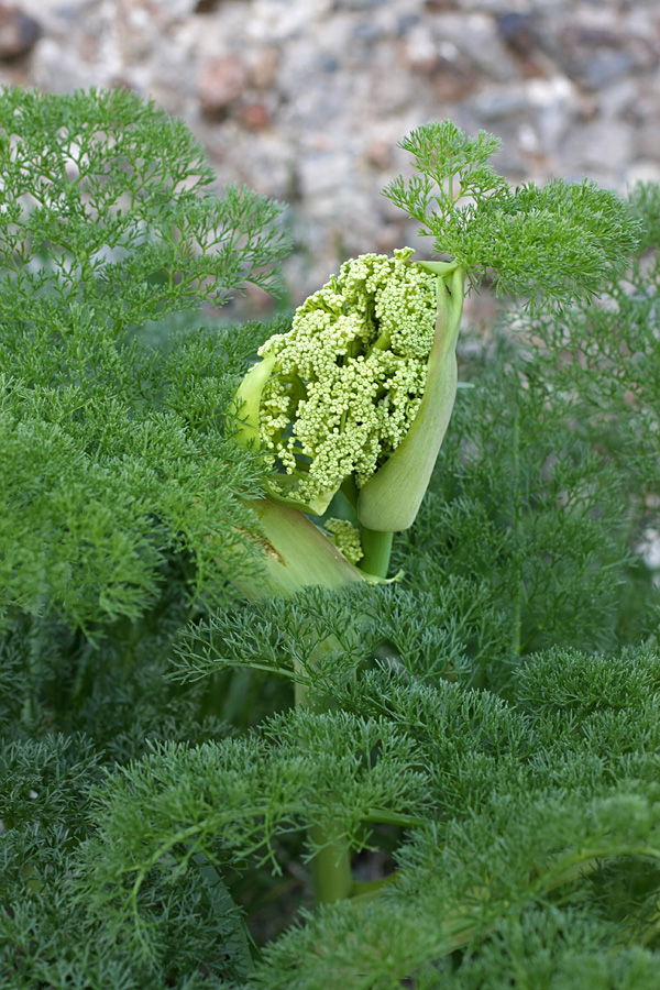 Изображение особи Ferula dissecta.