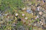 Chamaerhodos trifida