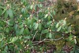 Rhododendron sutchuenense. Часть кроны растения с развивающимися почками. Германия, г. Дюссельдорф, Ботанический сад университета. 02.03.2014.