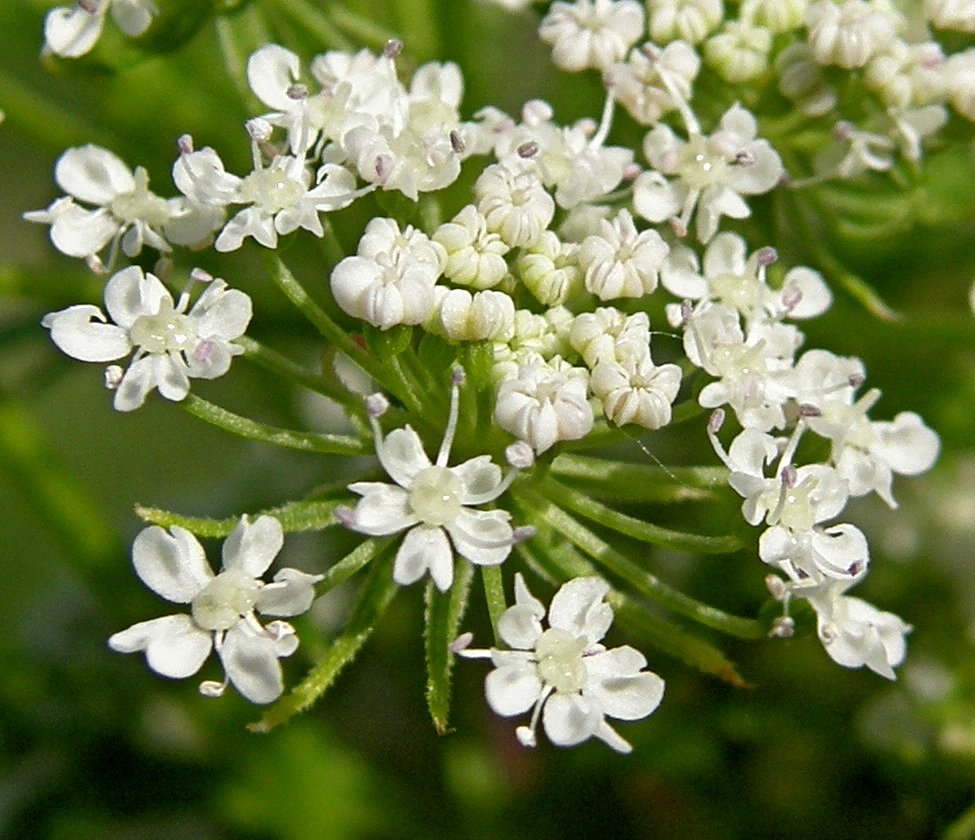 Image of Cnidium monnieri specimen.