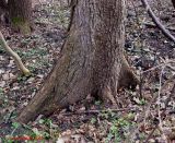 genus Ulmus. Низ ствола с досковидными корнями. Украина, Киев, заказник \"Лесники\", низинная часть. 23 марта 2014 г.