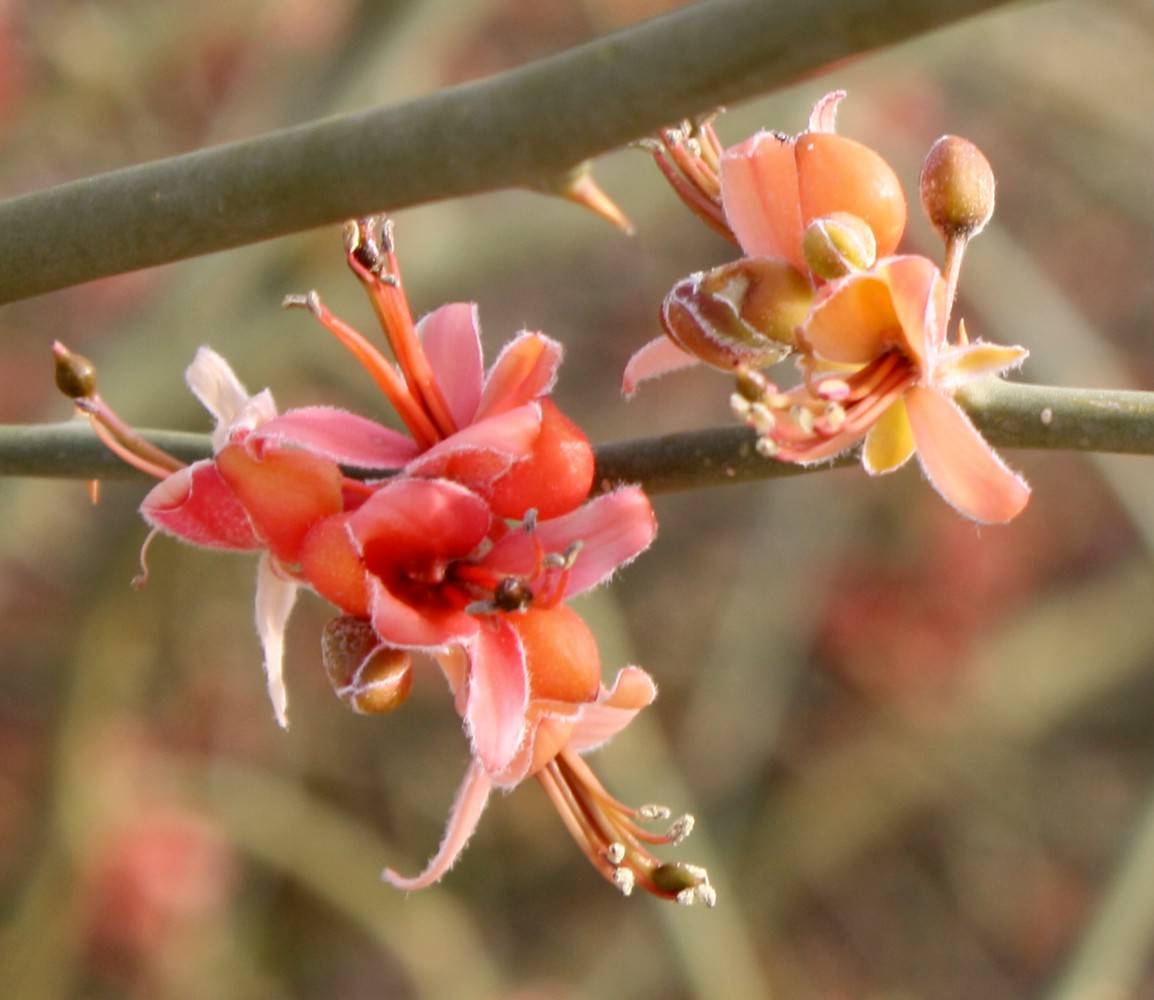 Изображение особи Capparis decidua.