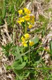 Primula veris