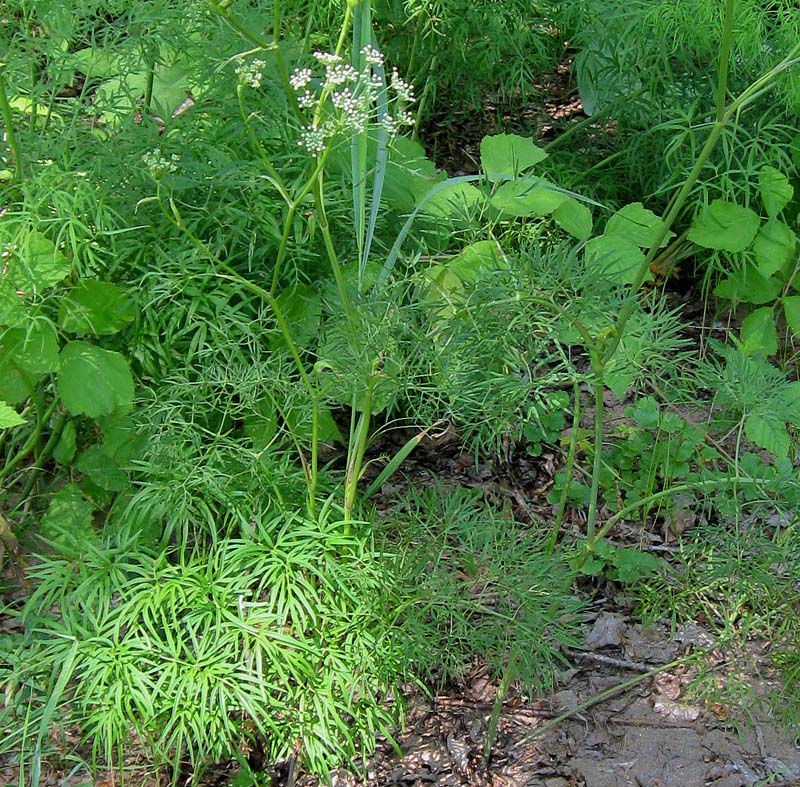 Изображение особи Cenolophium fischeri.