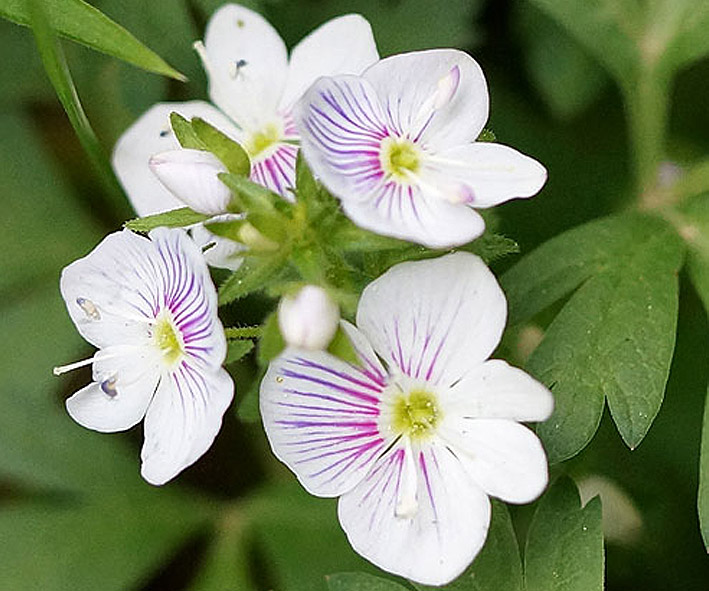 Изображение особи Veronica peduncularis.