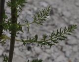 Image of taxon representative. Author is Роланд Цандекидис