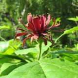 Calycanthus floridus. Цветок. Москва, филиал Бот. сада МГУ \"Аптекарский огород\". Июнь 2014 г.