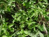 Mentha spicata