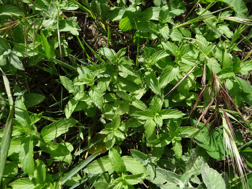 Image of Mentha spicata specimen.