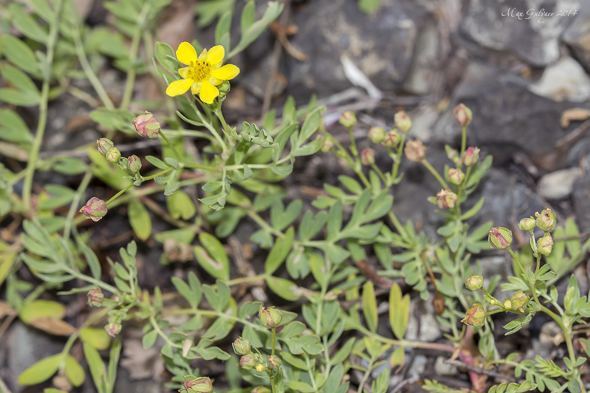 Изображение особи Potentilla bifurca.