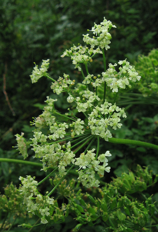 Изображение особи род Heracleum.