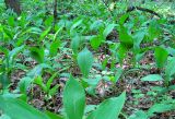 Convallaria majalis