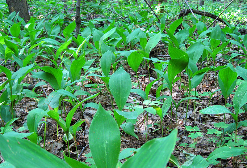 Изображение особи Convallaria majalis.