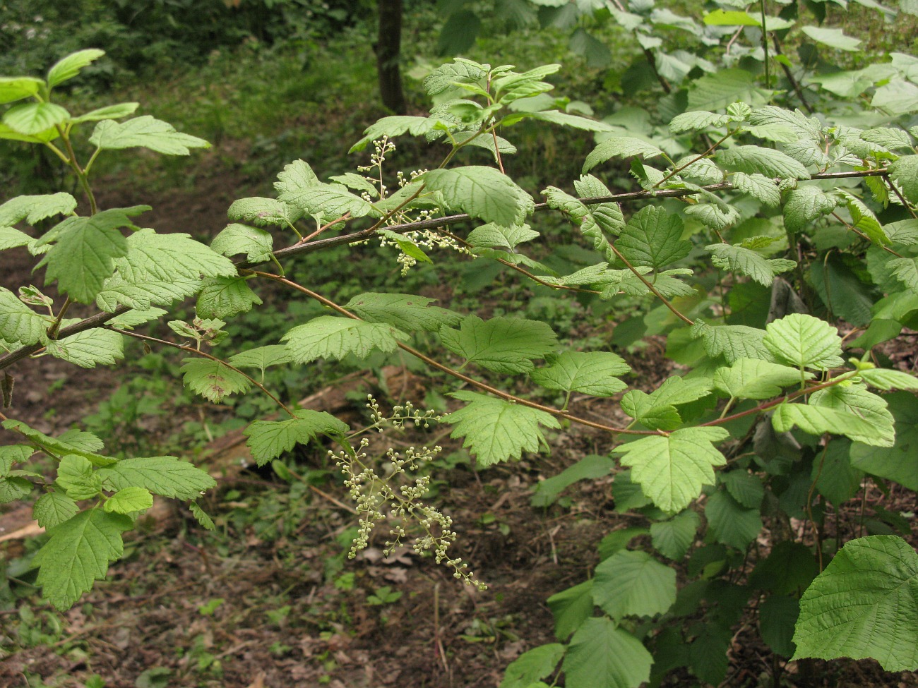 Изображение особи Holodiscus discolor.