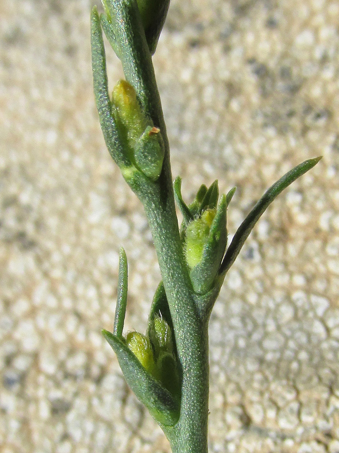 Изображение особи Thymelaea passerina.