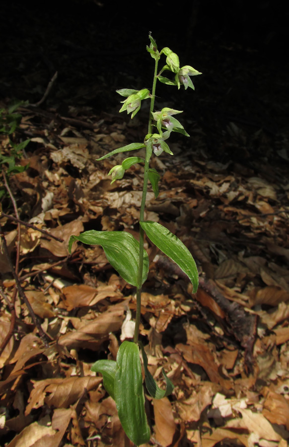 Изображение особи Epipactis persica.