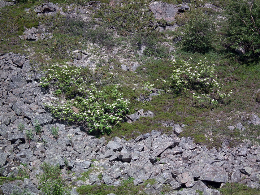 Image of Sorbus aucuparia ssp. glabrata specimen.