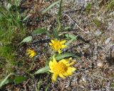 Arnica iljinii