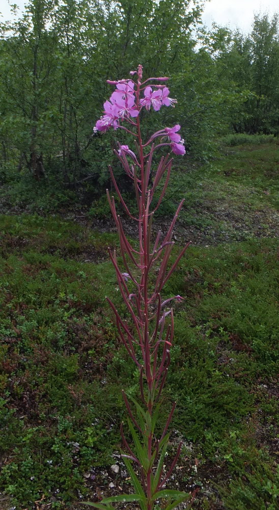 Изображение особи Chamaenerion angustifolium.