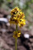 Ligularia alpigena