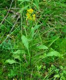 Solidago virgaurea. Цветущее растение. Республика Коми, Печоро-Илычский заповедник, долина реки Ыджыд-Ляга. 17.08.2014.