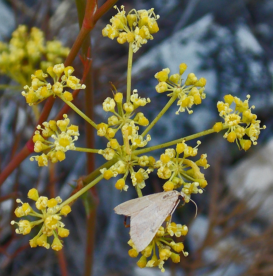 Image of Peucedanum tauricum specimen.