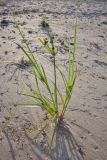 Cyperus glomeratus