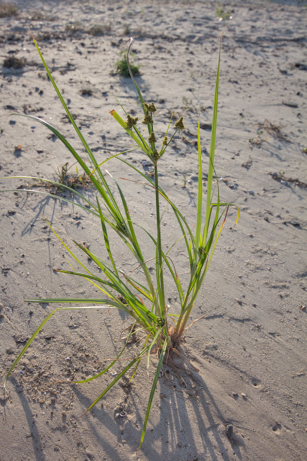 Изображение особи Cyperus glomeratus.