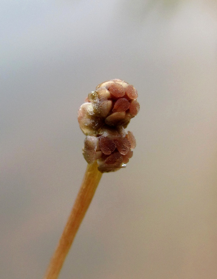 Image of Potamogeton berchtoldii specimen.