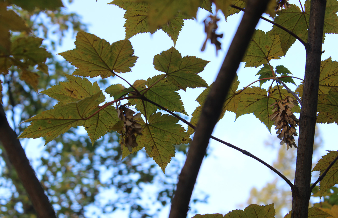 Image of Acer ukurunduense specimen.