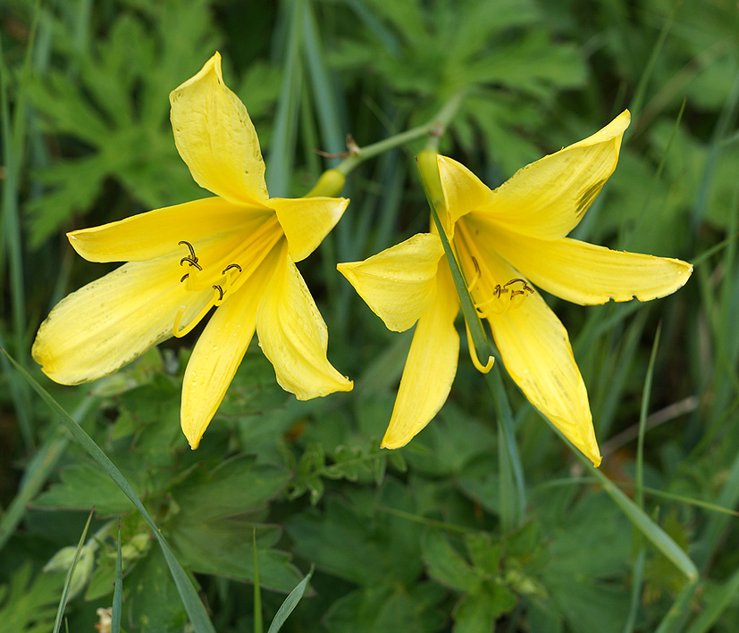 Image of Hemerocallis lilio-asphodelus specimen.