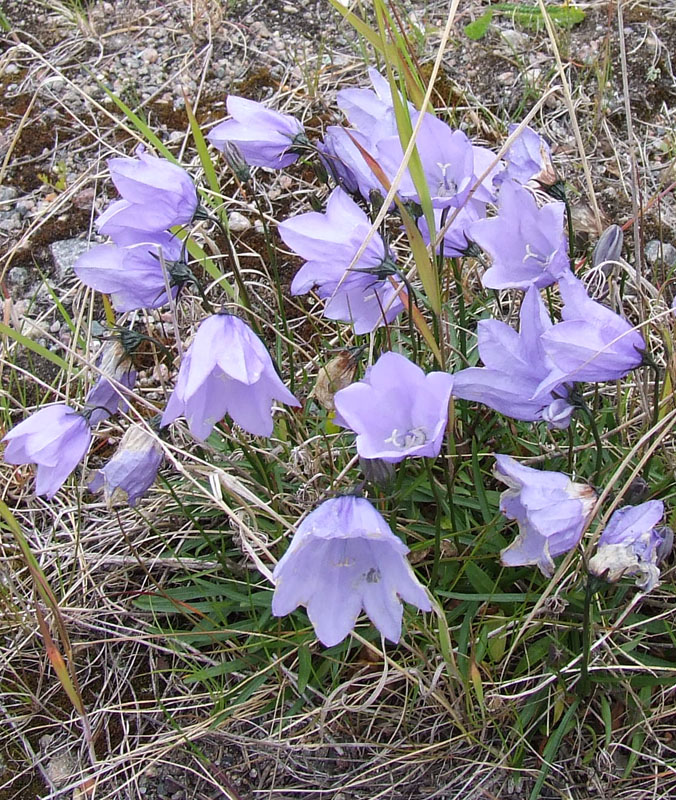 Image of Campanula rotundifolia specimen.